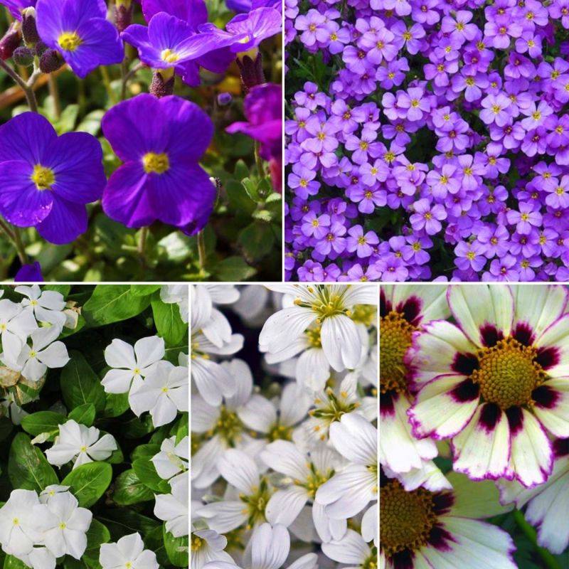 Collection de 10 vivaces tapis de fleurs pour bordure -  - Pépinières Naudet - Imagen 2