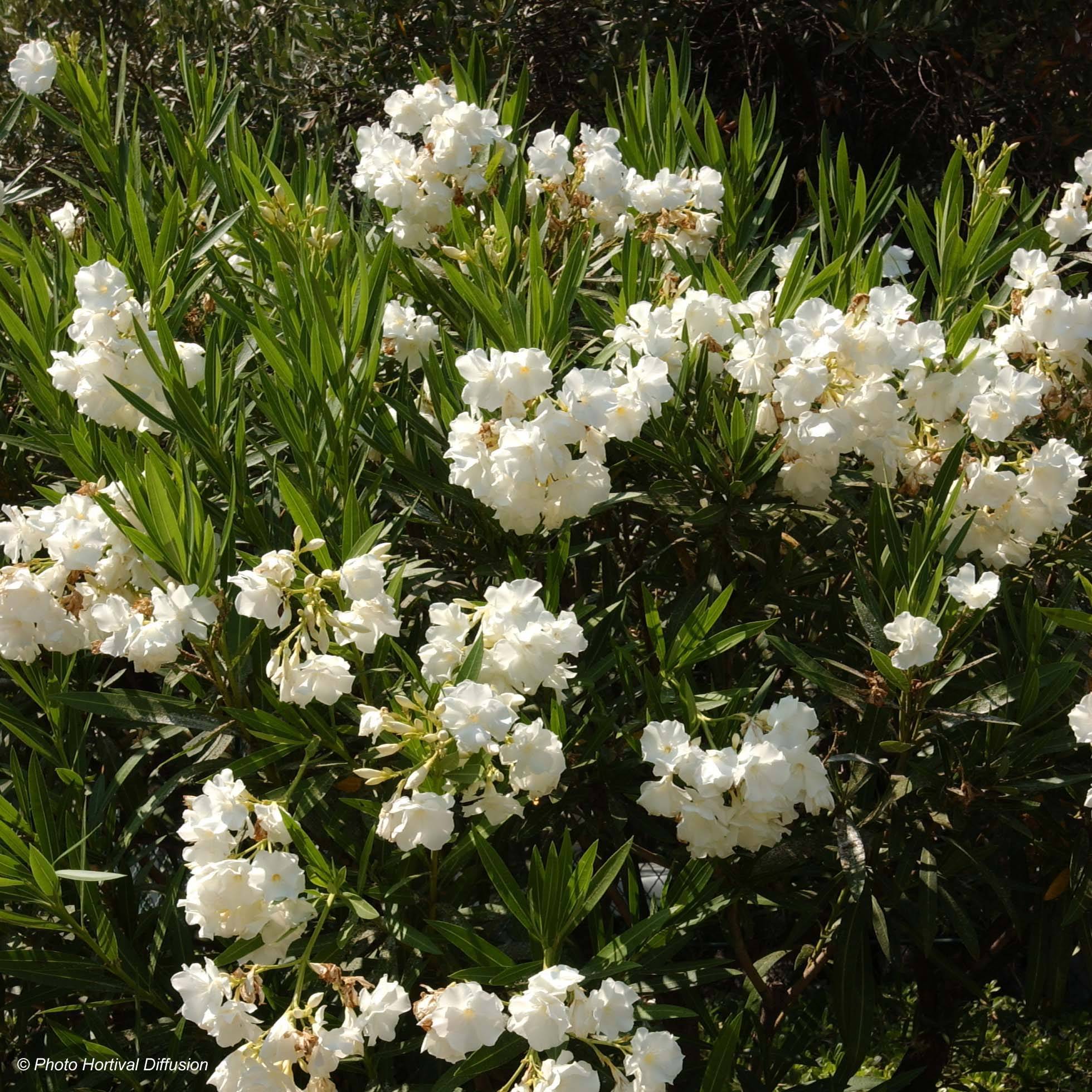 Laurier rose - Nerium oleander Blanc Pot de 2L/3L, Buisson, Touffe