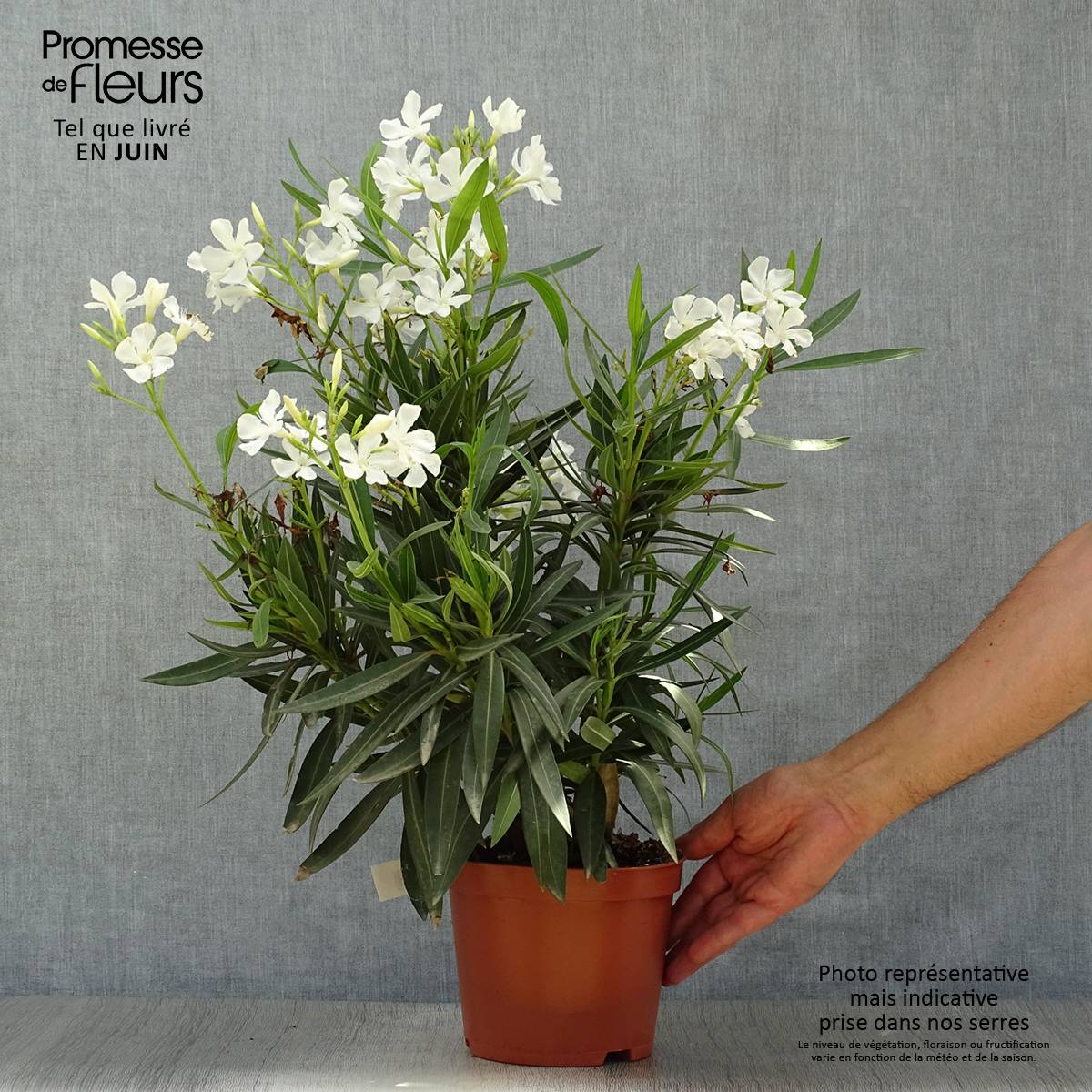 Laurier rose - Nerium oleander Blanc Pot de 2L/3L, Buisson, Touffe - Image 2