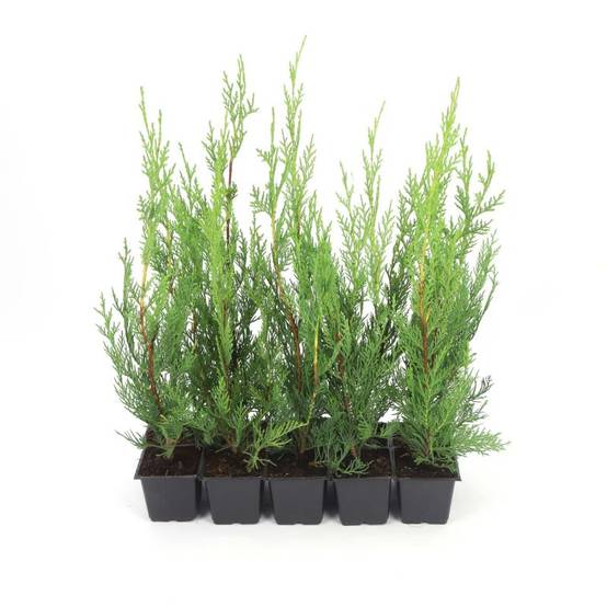 10 Cyprès De Leyland (Cupressocyparis Leylandii) - Haie de Cyprès de Leyland - - Pépinières Naudet - Image 3