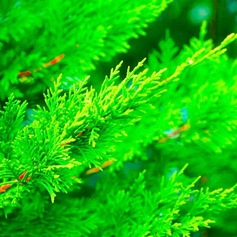10 Cyprès De Leyland (Cupressocyparis Leylandii) - Haie de Cyprès de Leyland -  - Pépinières Naudet - Image 2