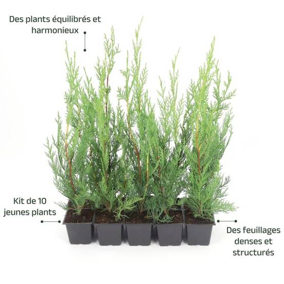 10 Cyprès De Leyland (Cupressocyparis Leylandii) - Haie de Cyprès de Leyland - - Pépinières Naudet - Image 4