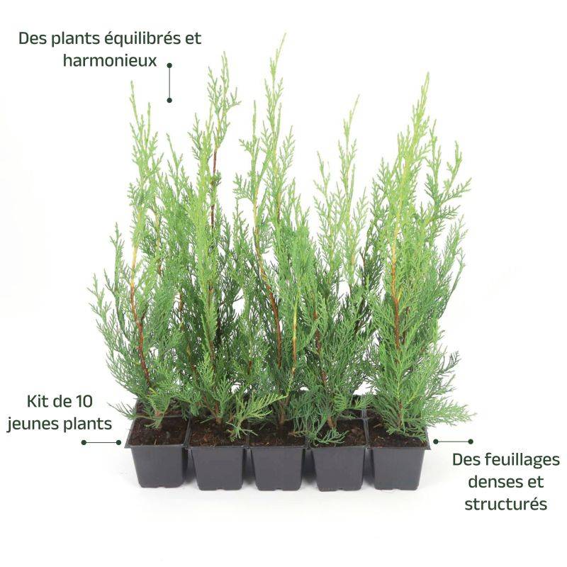 10 Cyprès De Leyland (Cupressocyparis Leylandii) - Haie de Cyprès de Leyland -  - Pépinières Naudet - Image 4