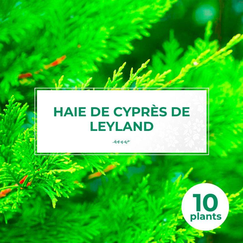 10 Cyprès De Leyland (Cupressocyparis Leylandii) - Haie de Cyprès de Leyland -  - Pépinières Naudet