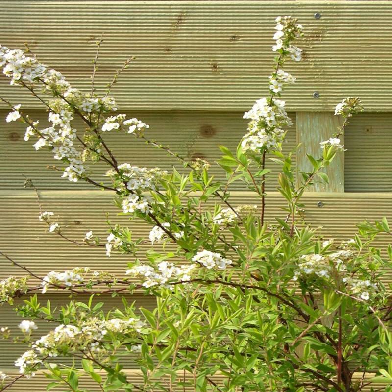 Spirée dentelée Grefsheim, Spiraea à fleurs Blanche - feuillage Caduc - Pot de 4L - 40/60 cm-  hauteur à maturité De 1,00 m à 1,50 m - Imagen 3