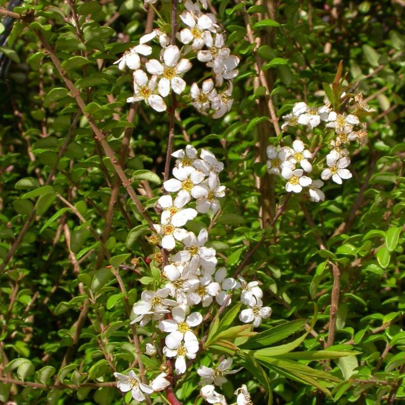 Spirée dentelée Grefsheim, Spiraea à fleurs Blanche - feuillage Caduc - Pot de 4L - 40/60 cm-  hauteur à maturité De 1,00 m à 1,50 m - Imagen 1