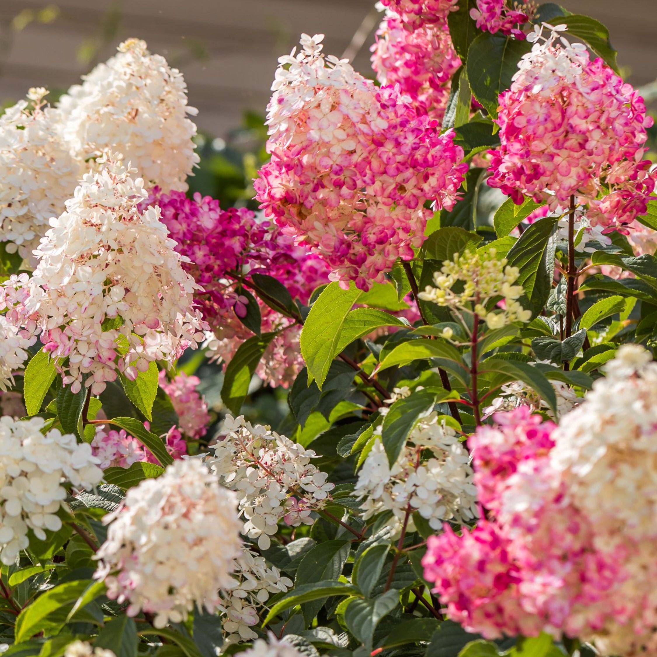 Hortensia - Set de 6 - Hydrangea paniculata - Hauteur 25-35cm - ⌀9cm - Image 2