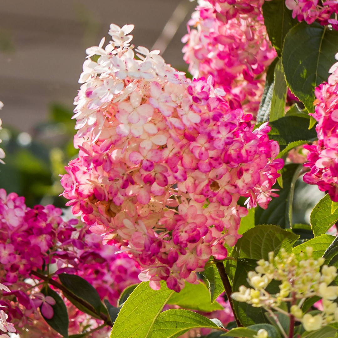 Hortensia - Set de 6 - Hydrangea paniculata - Hauteur 25-35cm - ⌀9cm - Image 5