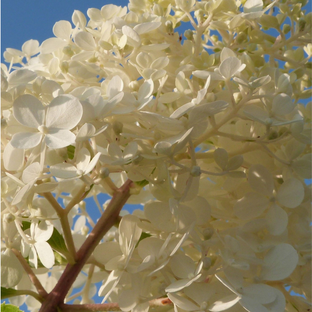 Hortensia - Set de 6 - Hydrangea paniculata - Hauteur 25-35cm - ⌀9cm - Image 4