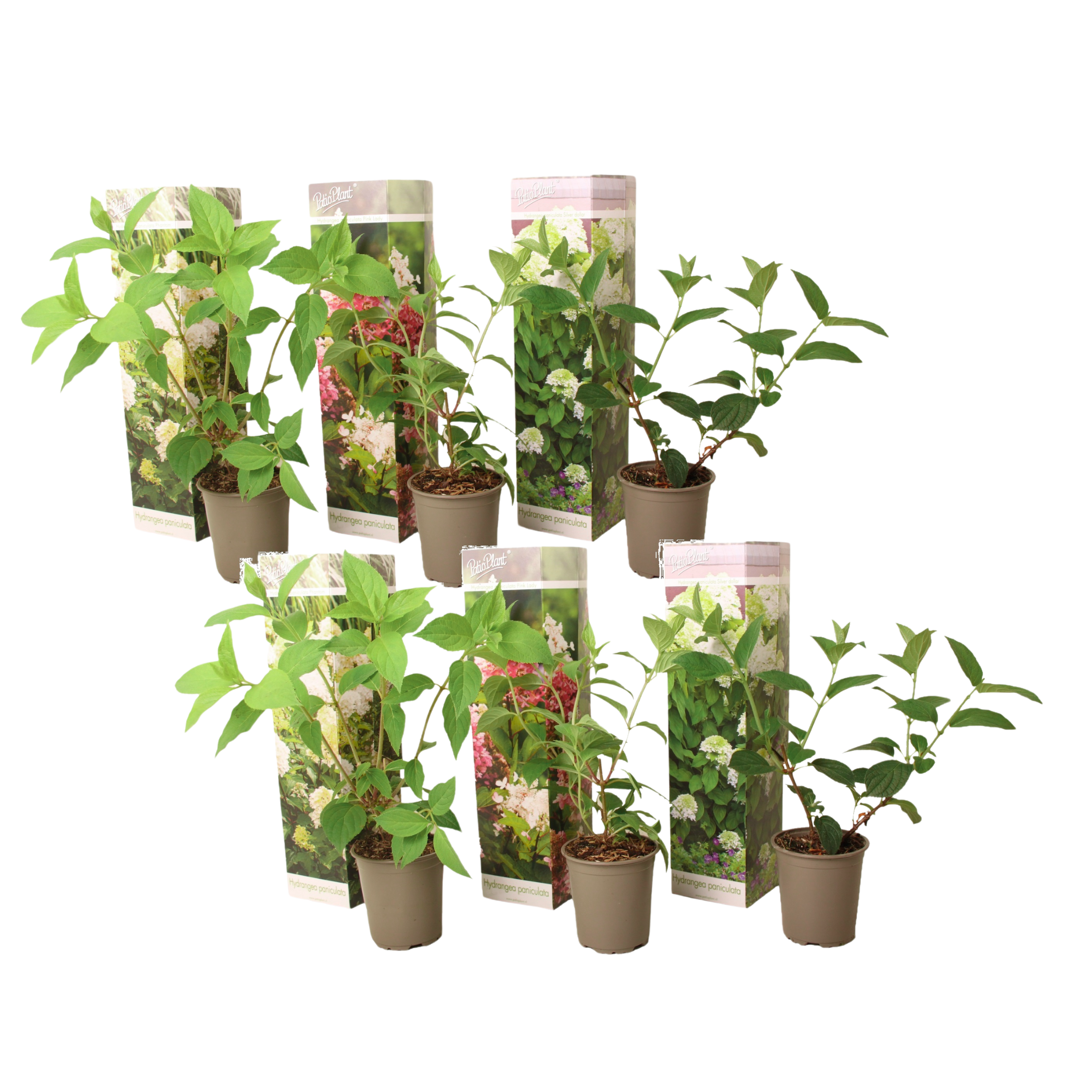 Hortensia - Set de 6 - Hydrangea paniculata - Hauteur 25-35cm - ⌀9cm - Image 1