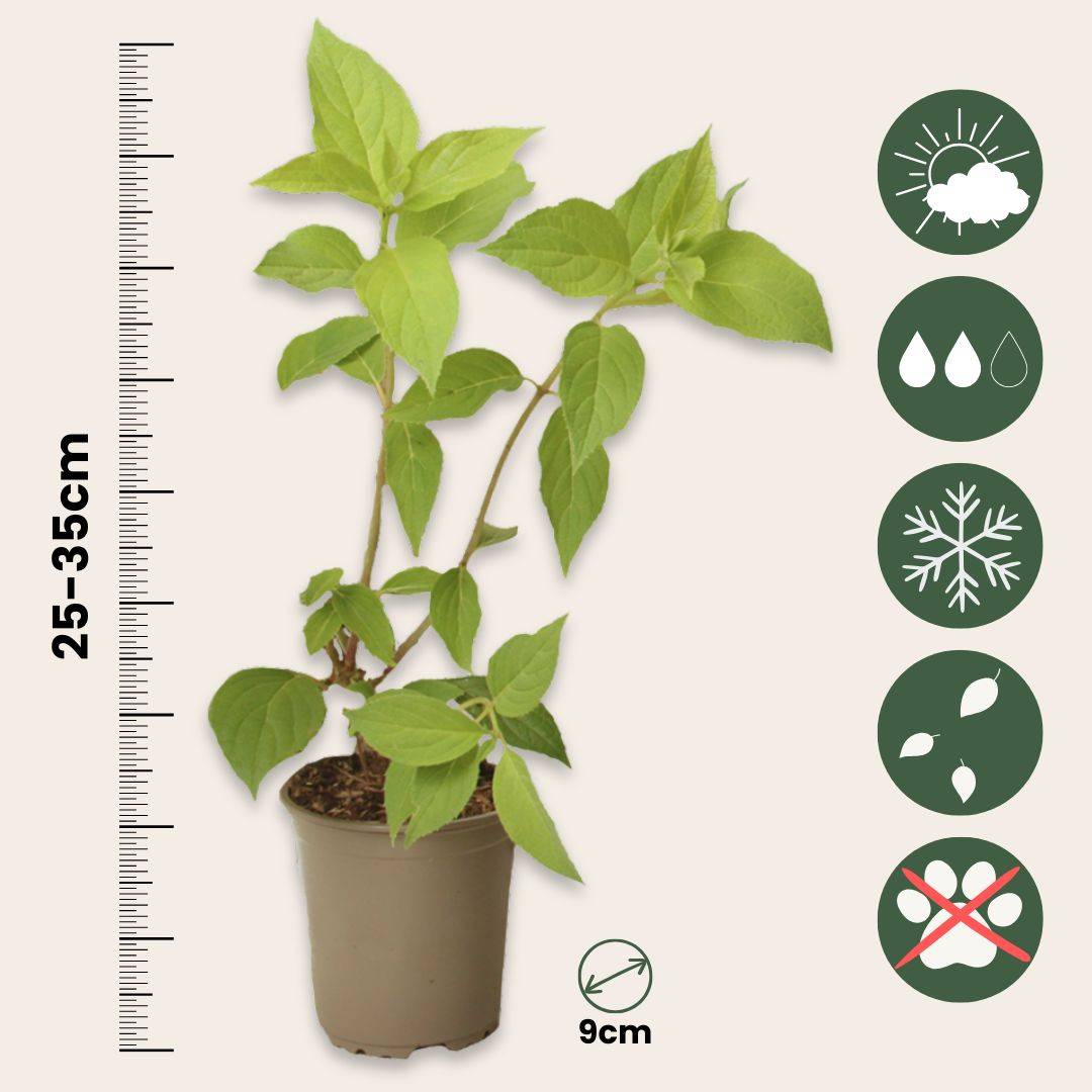 Hortensia - Set de 6 - Hydrangea paniculata - Hauteur 25-35cm - ⌀9cm - Image 6
