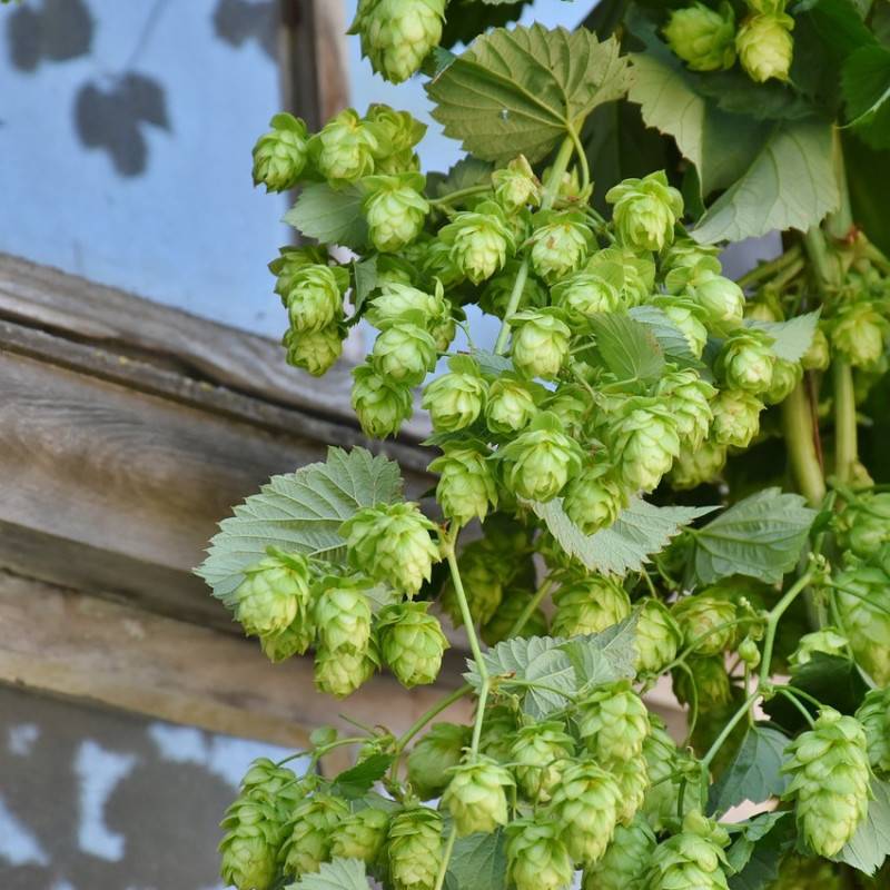 Houblon Nordbrau (Femelle) - Pot de 3L - Echelle bambou 60/120 cm