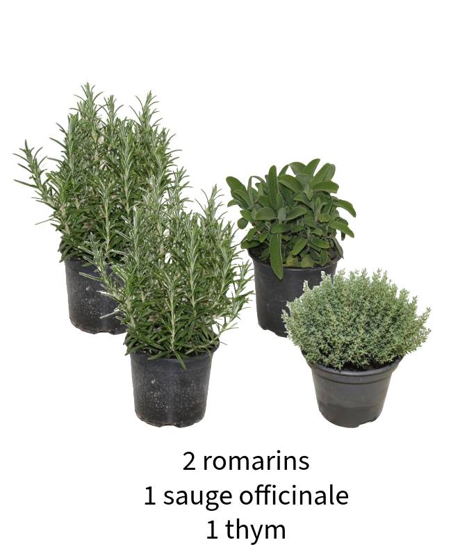 Horti-Flandre - Alliance provençale : 2 romarins, 1 thym et 1 sauge pot 14cm
