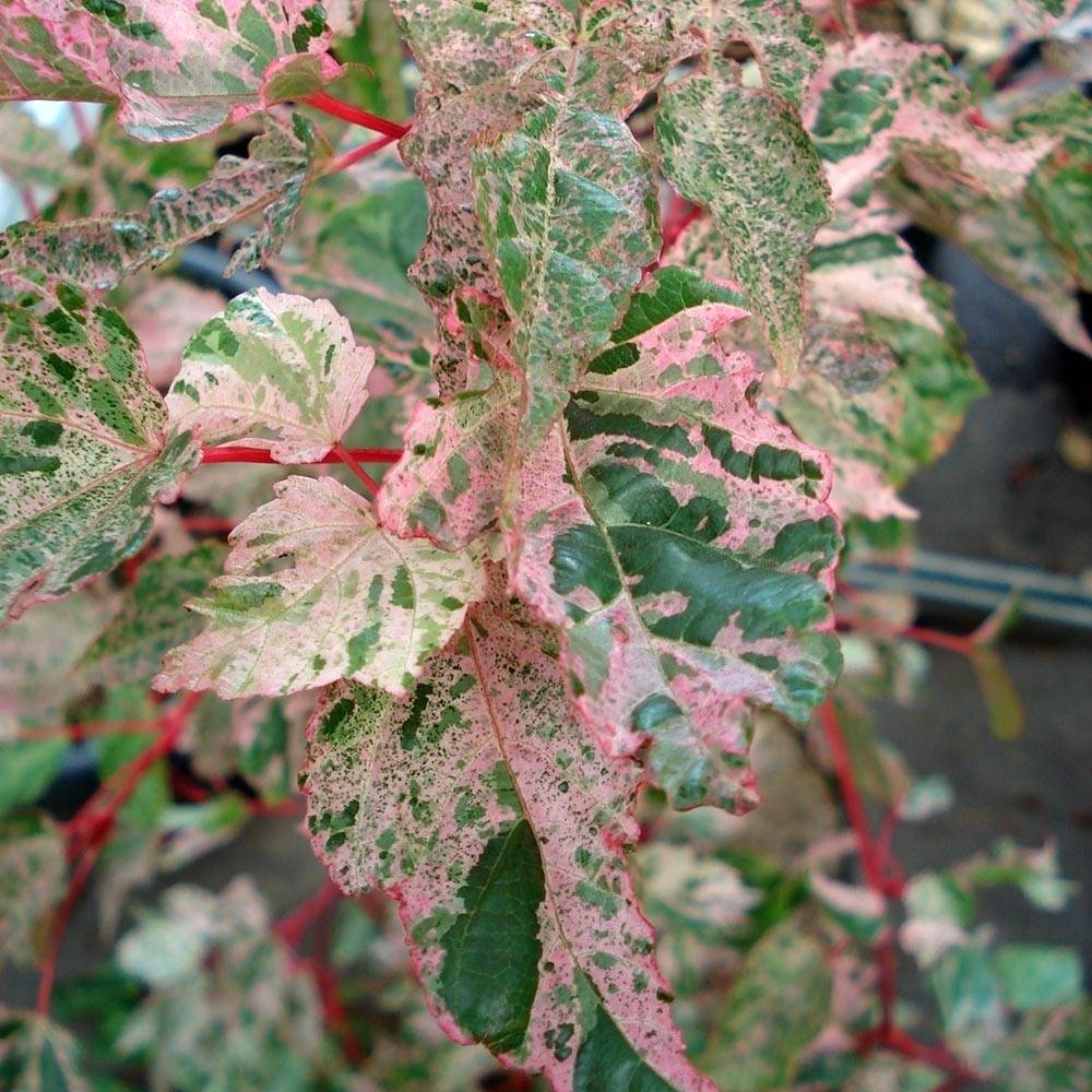 Promesse de Fleurs - Acer conspicuum Red Flamingo - Érable à peau de serpent Pot de 7,5L/10L