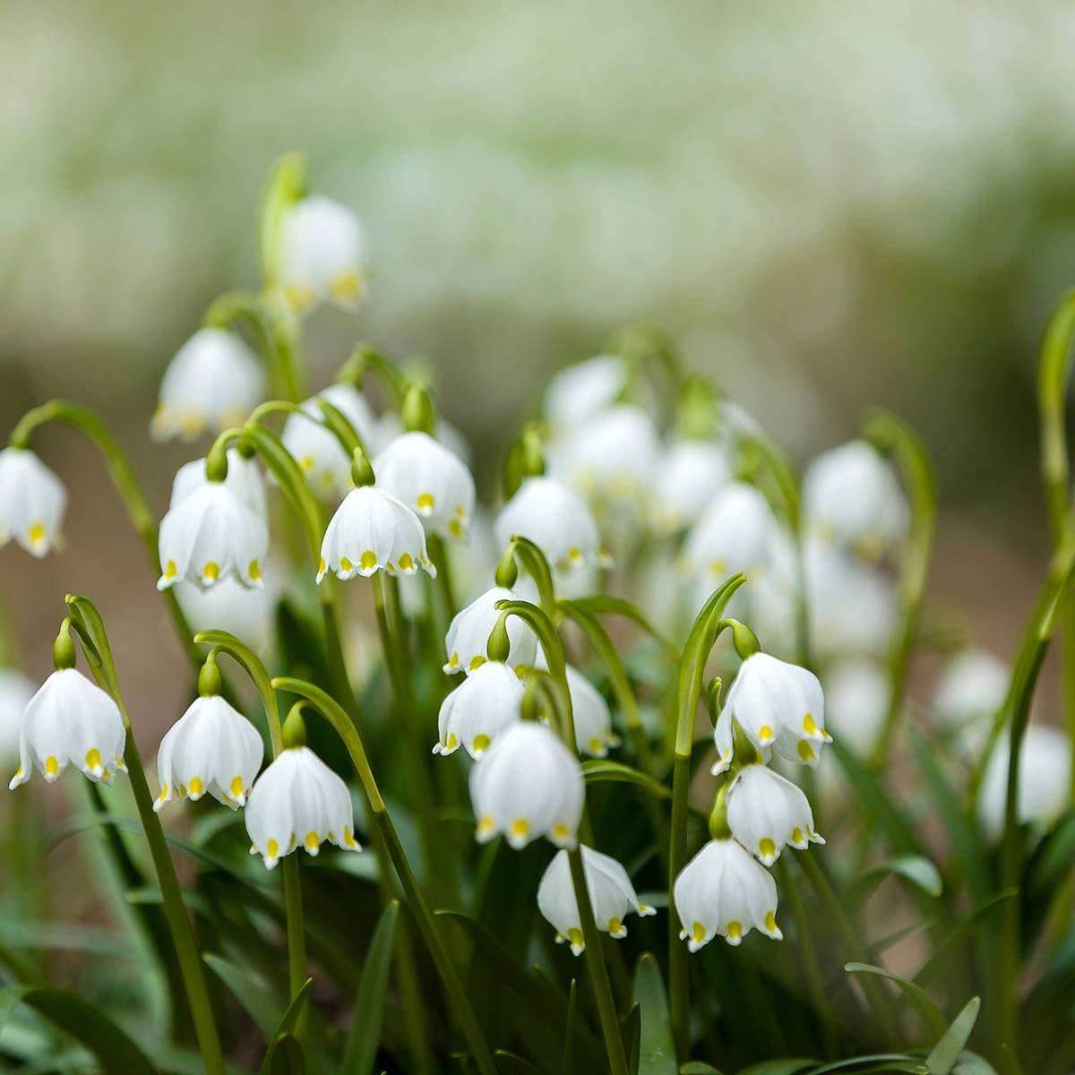 Nivéole d'été - Leucojum aestivum Bridesmaid  Pot de 2L/3L