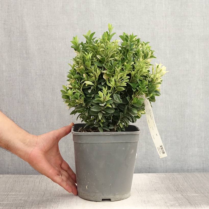 Promesse de Fleurs - Euonymus japonicus Paloma Blanca - Fusain du Japon Pot de 3L/4L - Image 2