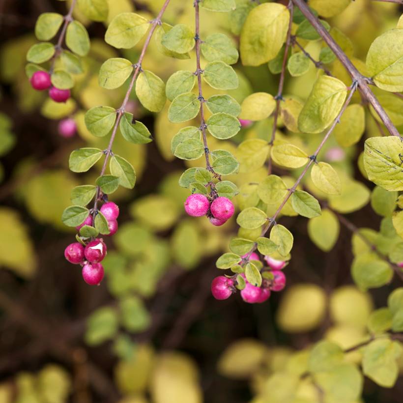 Symphoricarpos chenaultii Hancock - Symphorine de Chenault Pot de 2L/3L