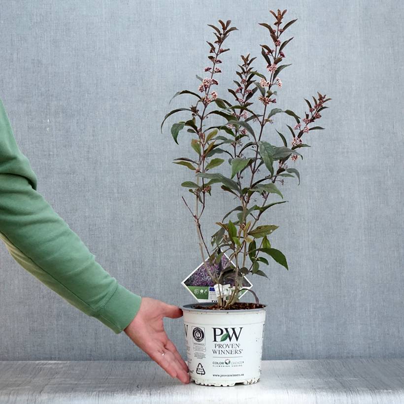 Callicarpa bodinieri Pearl Glam Pot de 3L/4L - Image 2
