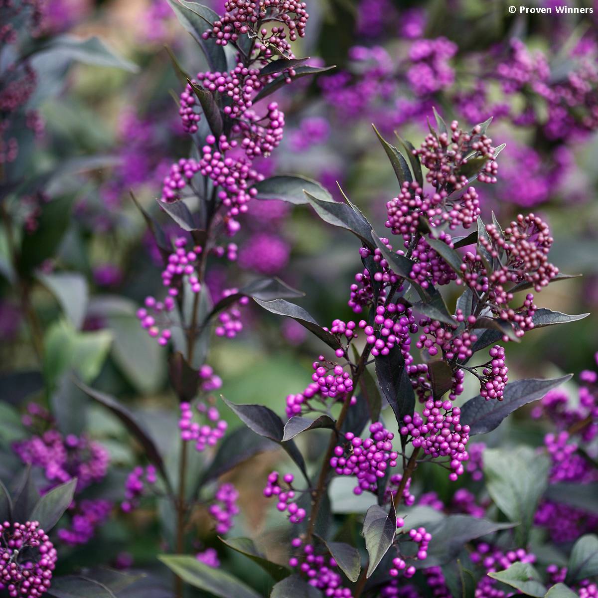 Callicarpa bodinieri Pearl Glam Pot de 3L/4L