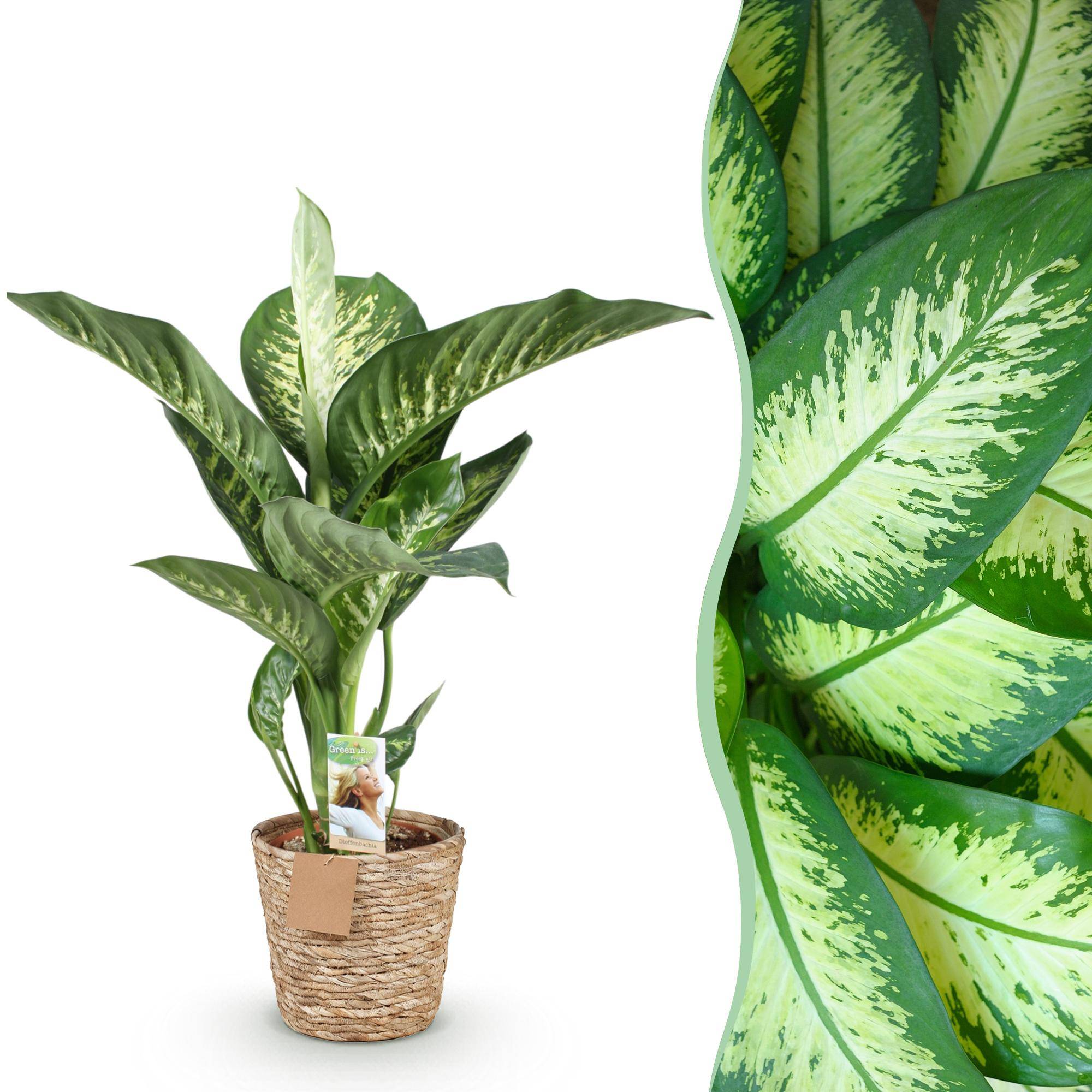 Diefenbachia Tropic Snow - Dieffenbachia - Pot de 21cm - Hauteur 90-100cm - Panier - Plantes d'intérieur