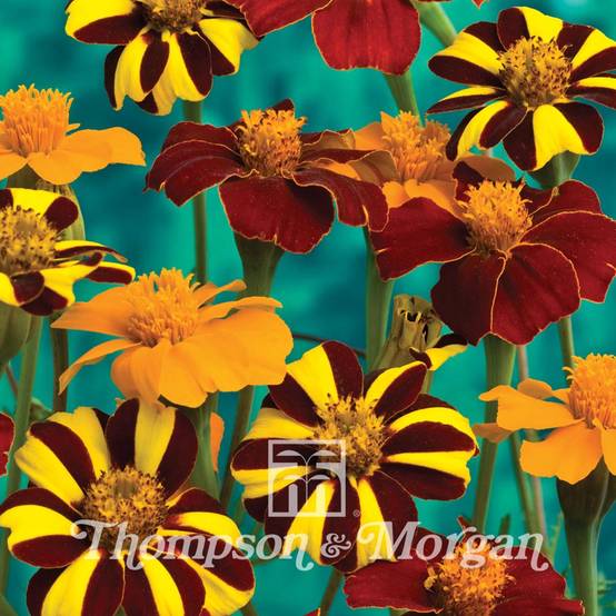 Graines d'Oeillet d'Inde Pots of Gold - Tagetes patula le sachet de 50 graines environ