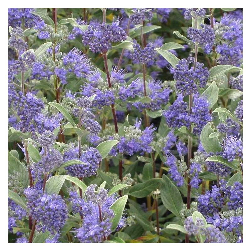 Caryopteris Heavenly Blue, Spirée bleue, Barbe bleue à fleurs Bleue - feuillage Caduc - Godet - 5/20 cm-  hauteur à maturité De 1,00 m à 1,50 m - Imagen 5
