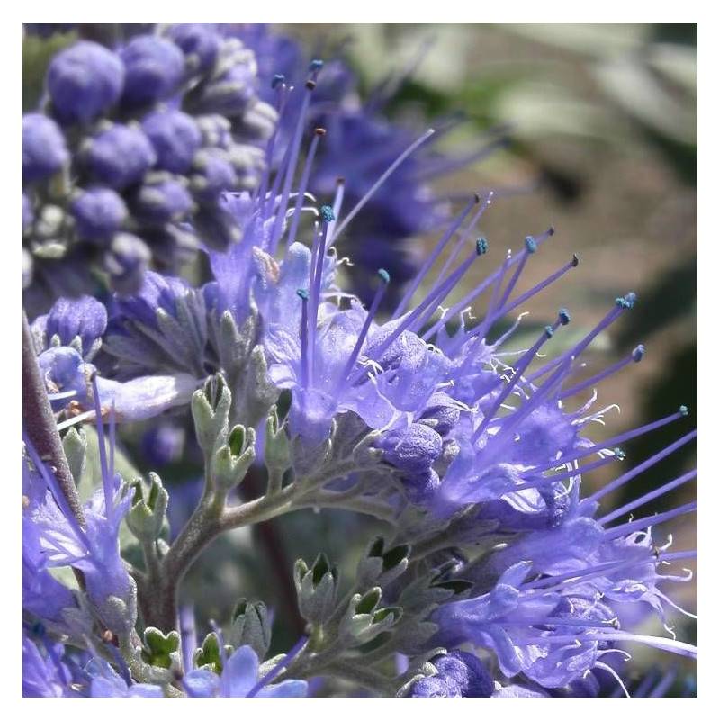 Caryopteris Heavenly Blue, Spirée bleue, Barbe bleue à fleurs Bleue - feuillage Caduc - Godet - 5/20 cm-  hauteur à maturité De 1,00 m à 1,50 m - Imagen 3