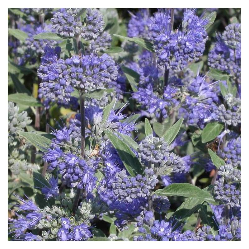 Caryopteris Heavenly Blue, Spirée bleue, Barbe bleue à fleurs Bleue - feuillage Caduc - Godet - 5/20 cm-  hauteur à maturité De 1,00 m à 1,50 m - Imagen 1