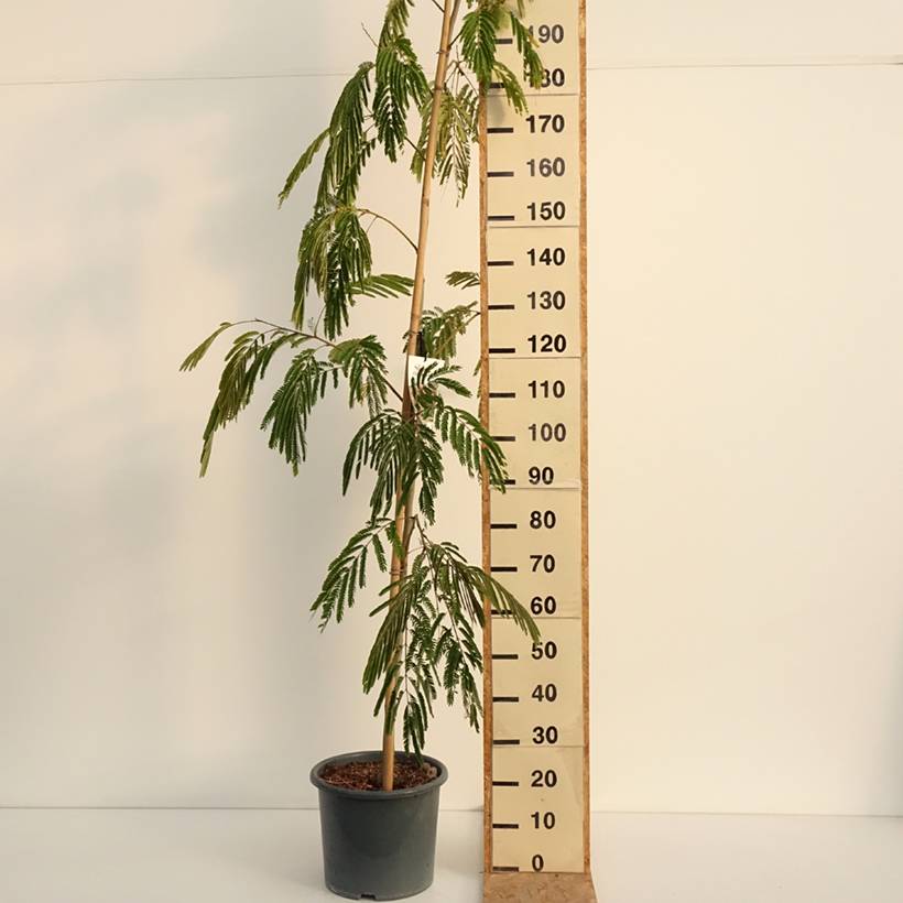 Albizia julibrissin Rouge Selection - Arbre à soie Pot de 12L/15L, Baliveau - Image 2