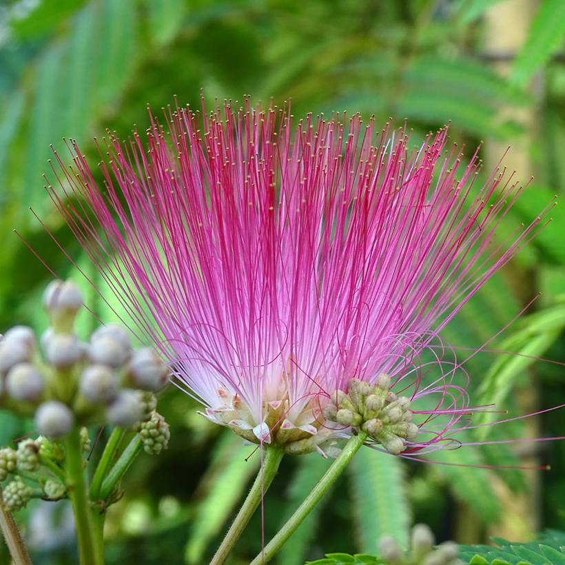 Promesse de Fleurs - Albizia julibrissin Rouge Selection - Arbre à soie Pot de 12L/15L, Baliveau