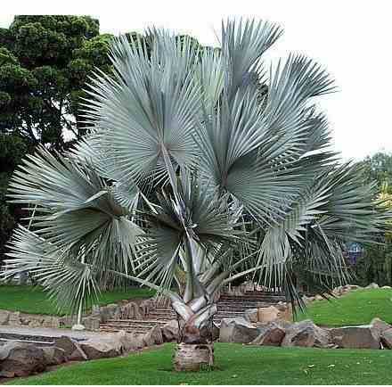 0 - Bismarckia nobilis (Palmier de Bismarck) Pot de 65L - 130/150cm - Image 3