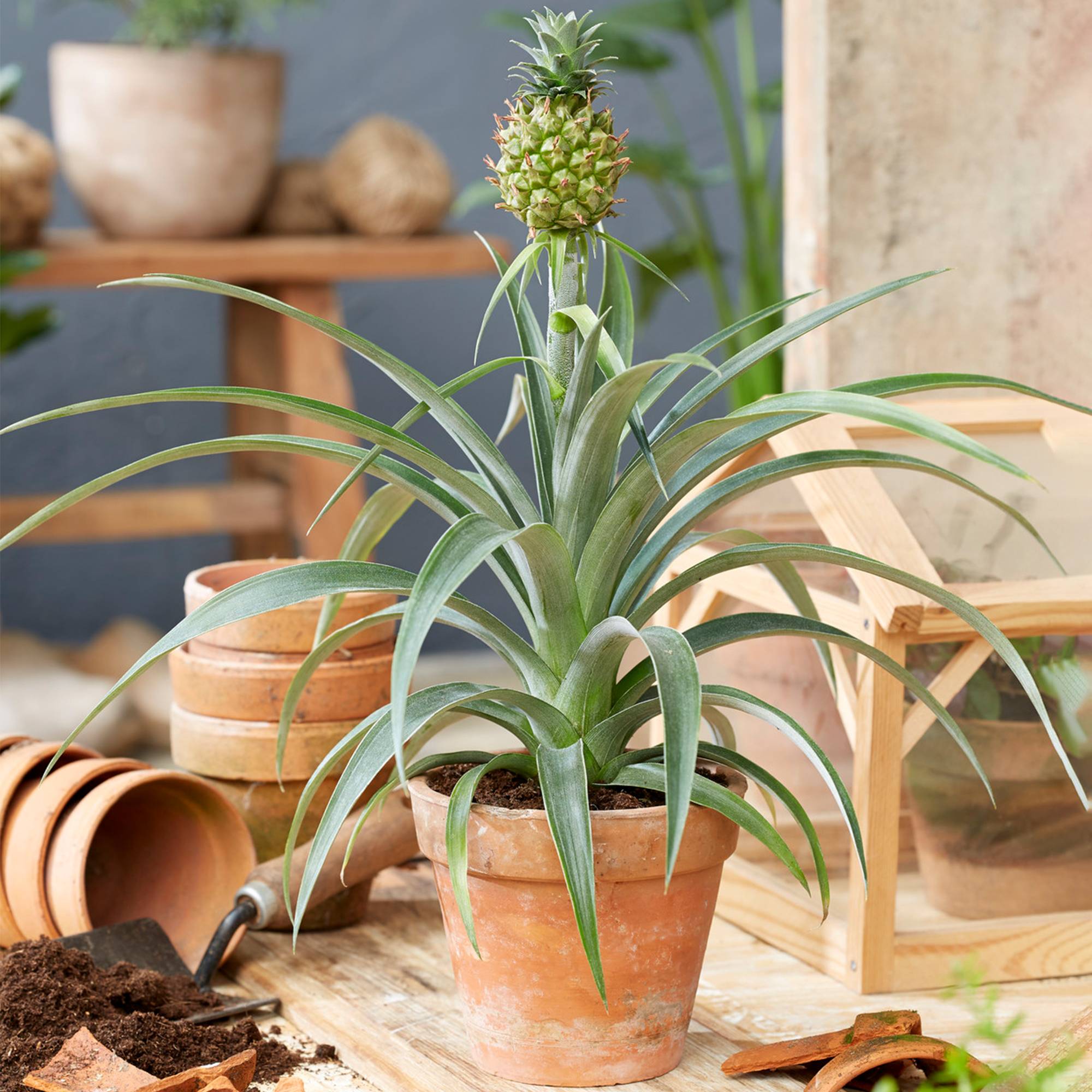 Gardenersdream - Ananas Comosus Amigo – Plante D’Ananas | Meilleure Plante D’Intérieur | 35-45 Cm En Pot - GardenersDream - Imagen 1