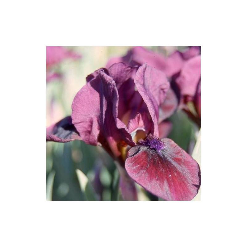 Iris nain lilliput Candy Apple à fleurs Violette/Rouge - feuillage Caduc - Godet - 5/20 cm - Imagen 1