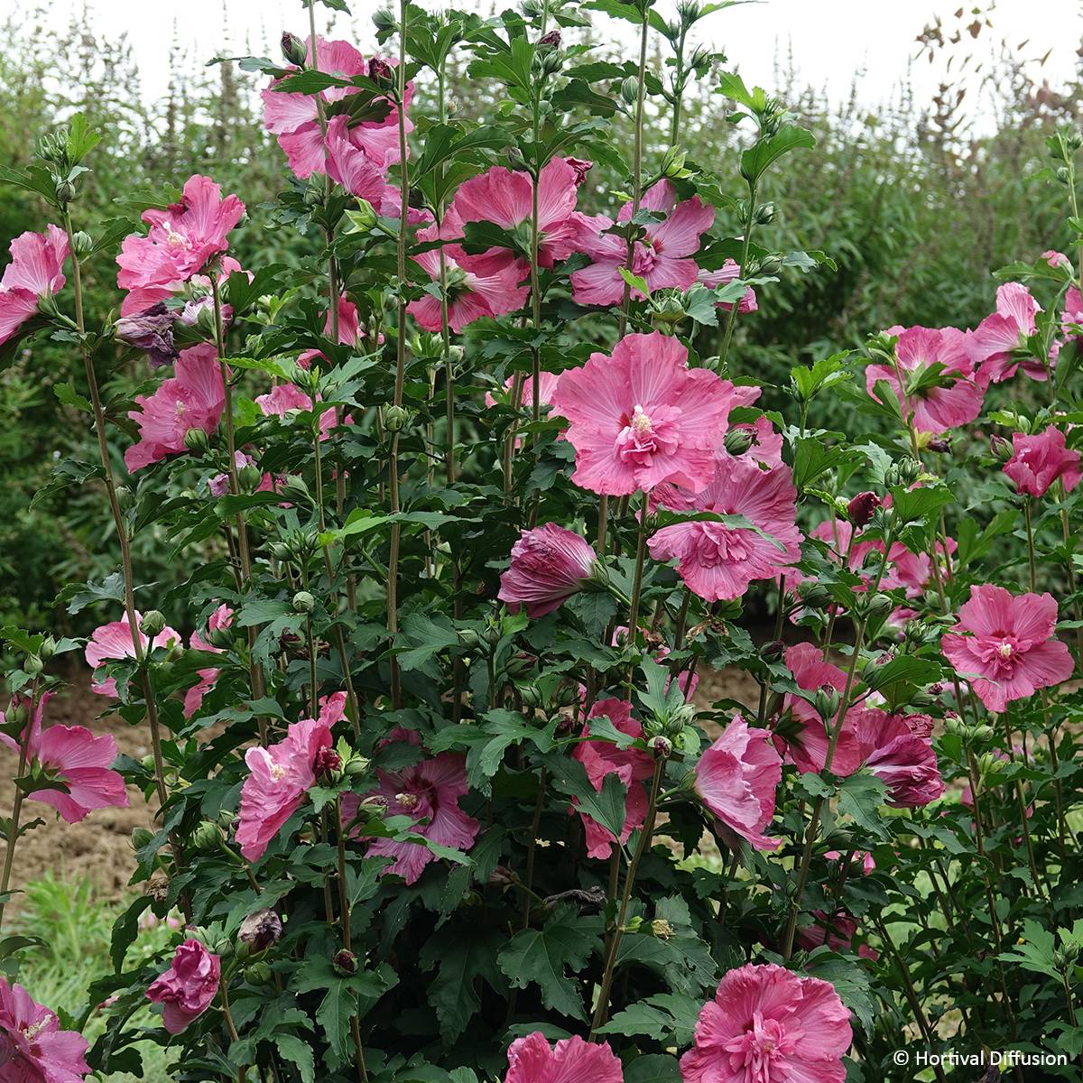 Hibiscus syriacus Pompei - Althéa double Pot de 4L/5L