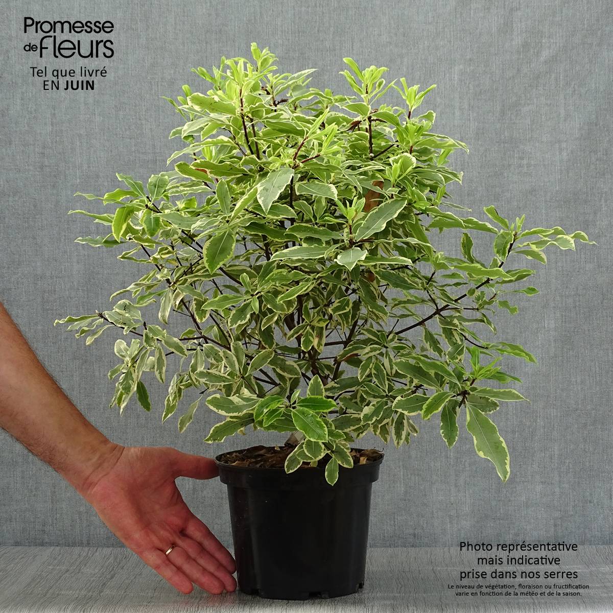 Promesse de Fleurs - Pittosporum eugenoides Variegatum Pot de 3L/4L - Image 2