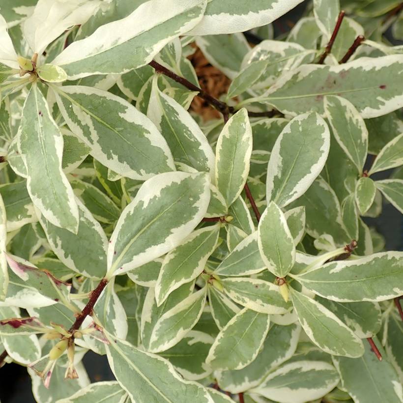 Promesse de Fleurs - Pittosporum eugenoides Variegatum Pot de 3L/4L - Image 1