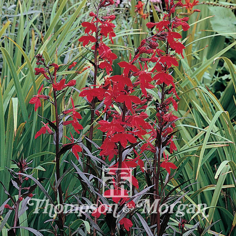 Graines de Lobelia fulgens Queen Victoria le sachet de 20 graines environ
