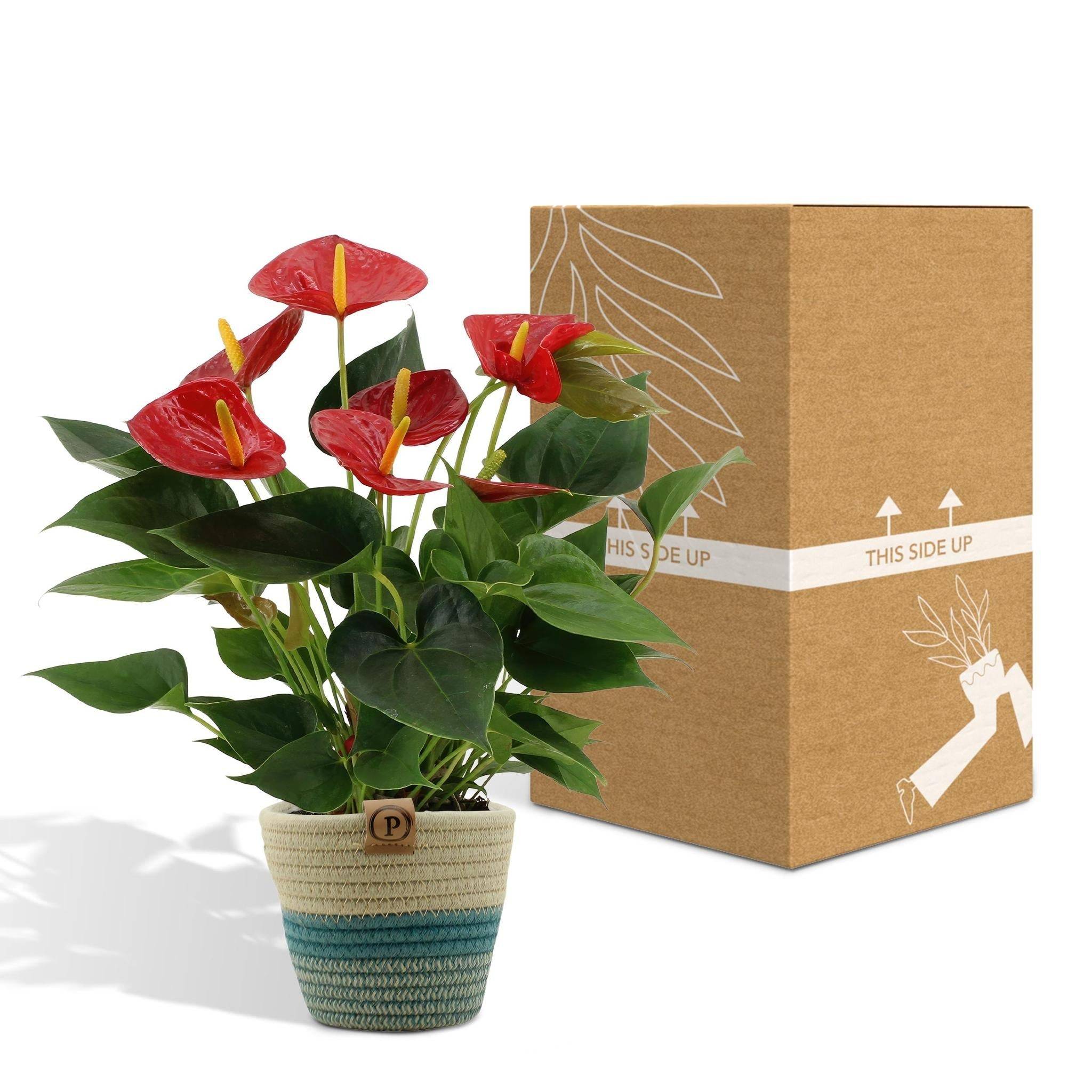 La Green Touch - Anthurium andreanum Diamond Red et son pot- La Green Touch Panier - Hauteur 45cm - Imagen 5