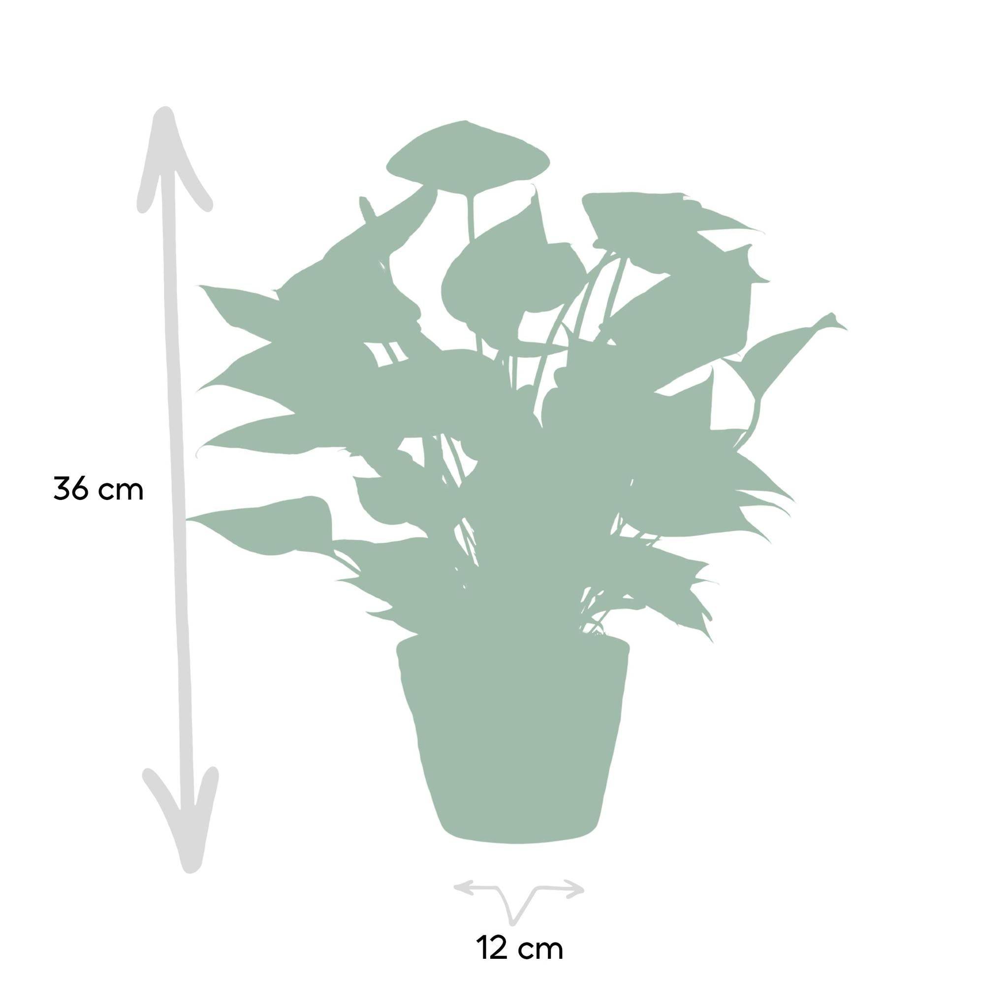 La Green Touch - Anthurium andreanum Diamond Red et son pot- La Green Touch Panier - Hauteur 45cm - Imagen 4