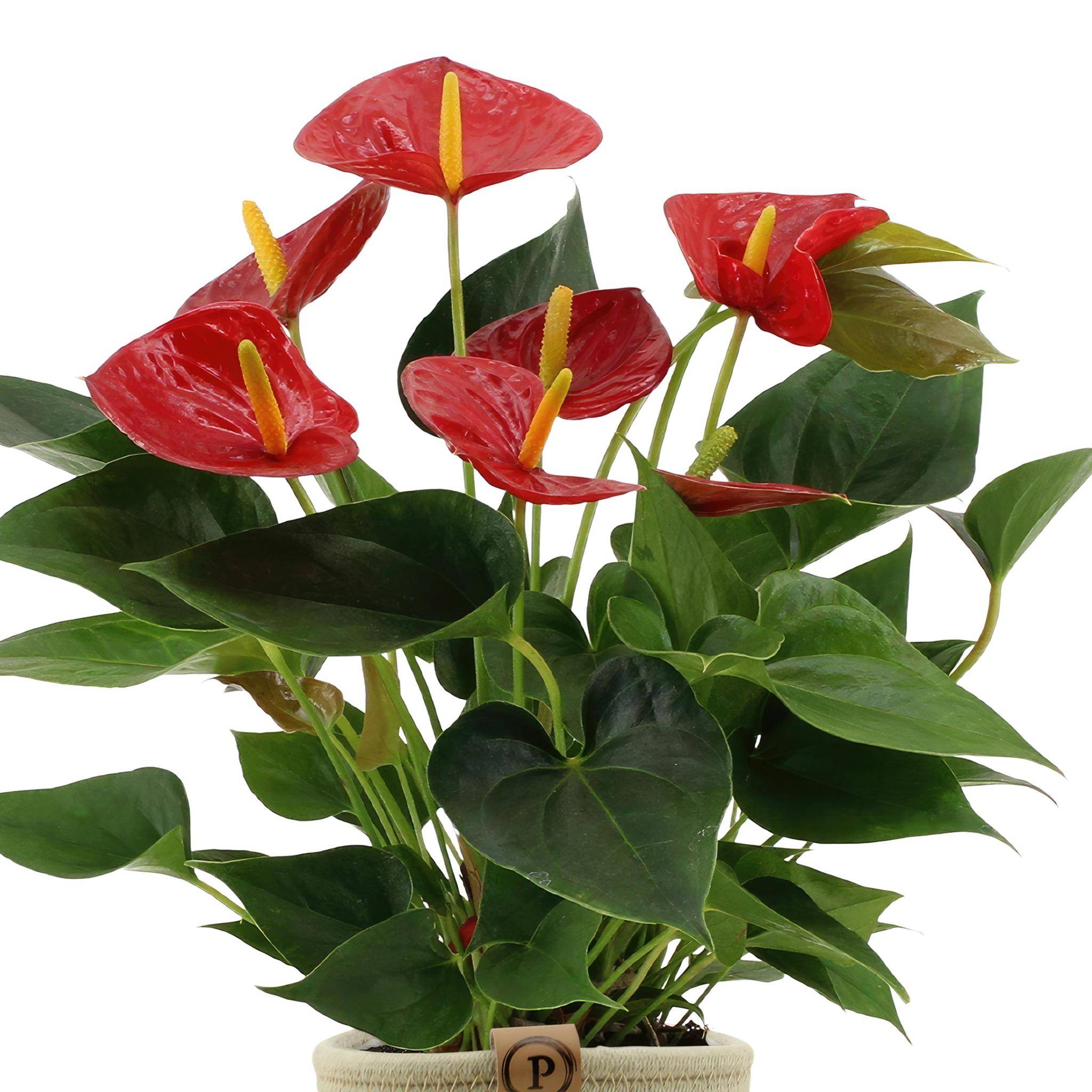 La Green Touch - Anthurium andreanum Diamond Red et son pot- La Green Touch Panier - Hauteur 45cm - Imagen 3
