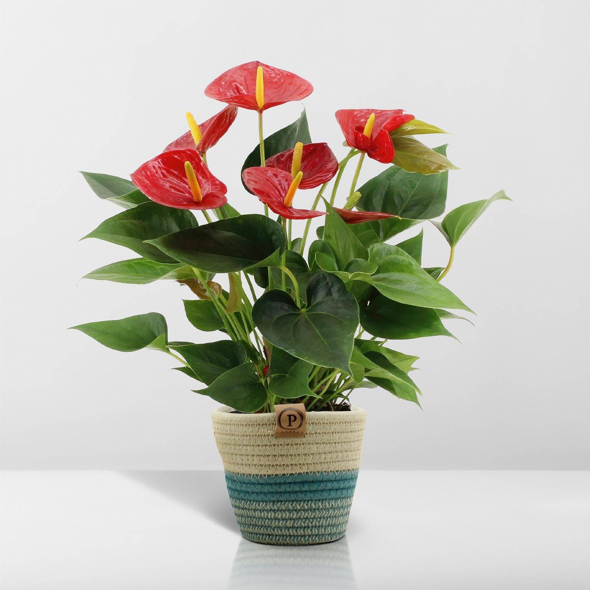 La Green Touch - Anthurium andreanum Diamond Red et son pot- La Green Touch Panier - Hauteur 45cm - Imagen 6