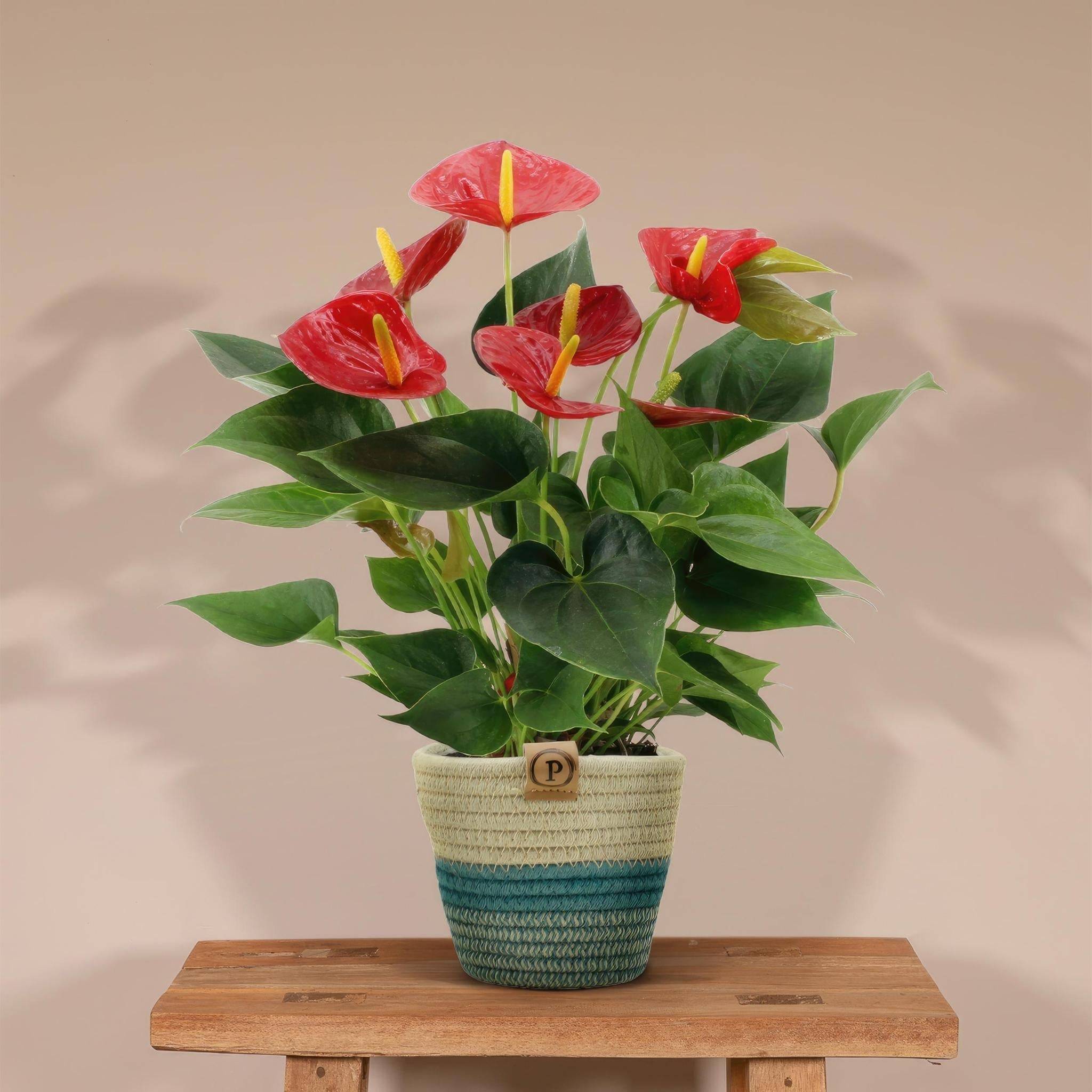 La Green Touch - Anthurium andreanum Diamond Red et son pot- La Green Touch Panier - Hauteur 45cm - Imagen 2