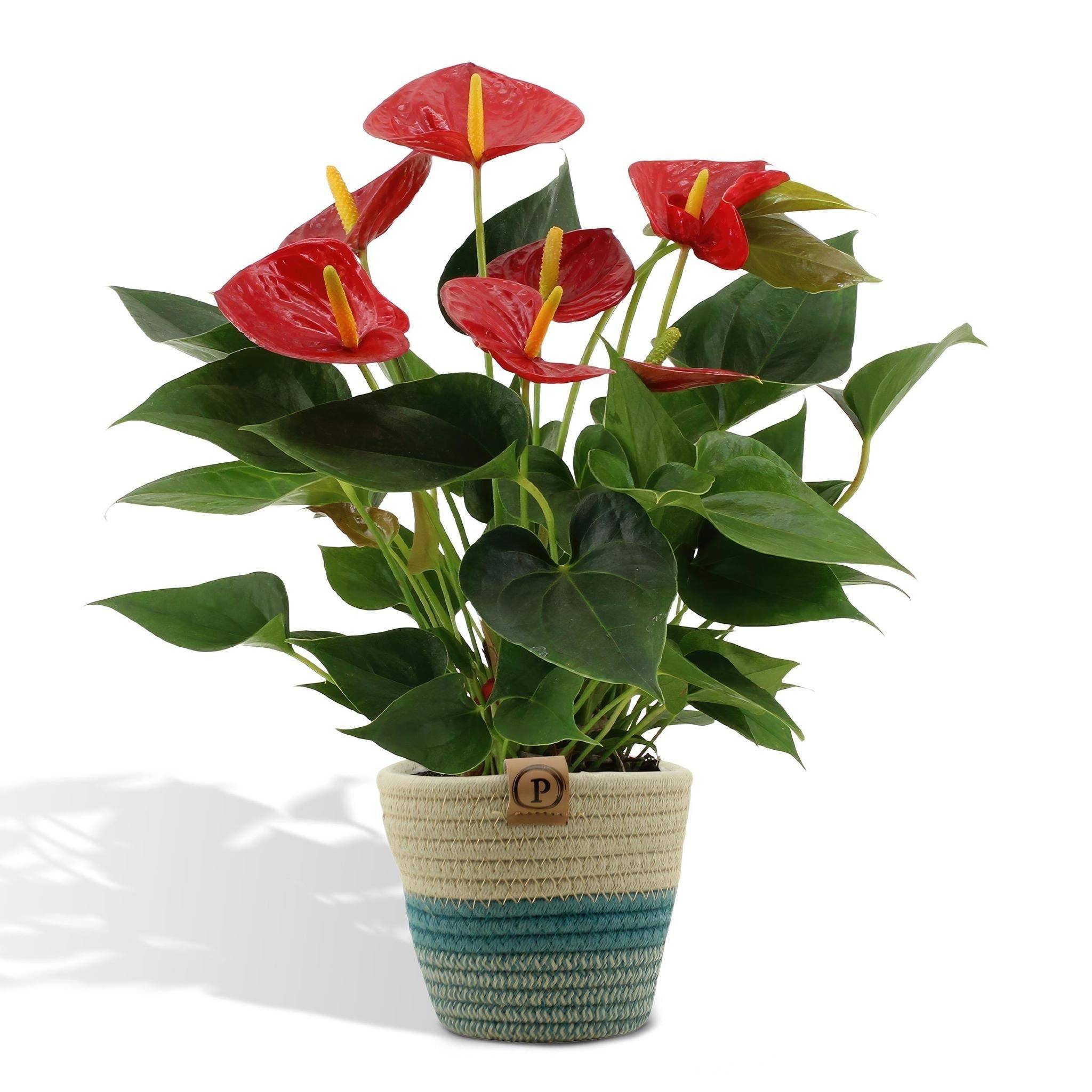 La Green Touch - Anthurium andreanum Diamond Red et son pot- La Green Touch Panier - Hauteur 45cm - Imagen 1