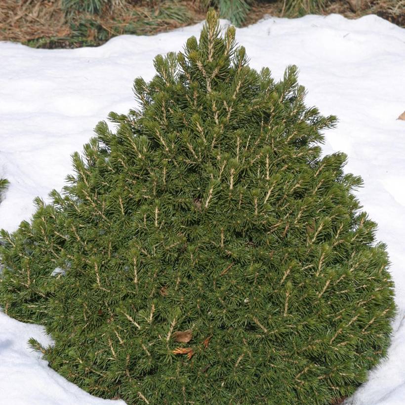 Épicéa commun nain - Picea abies Tompa Pot de 3L/4L