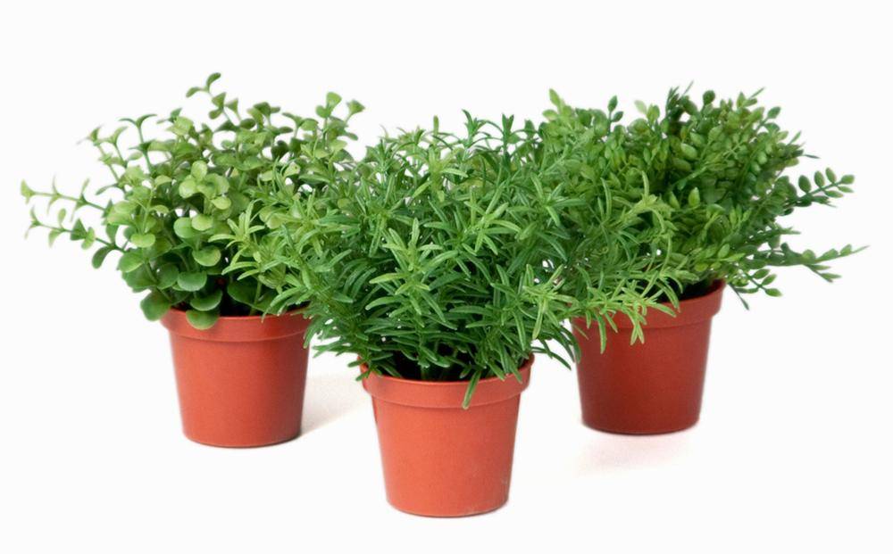 Artificielles - Herbe variée mini plantes assorties 3 pots Feuilles plastique H15cm