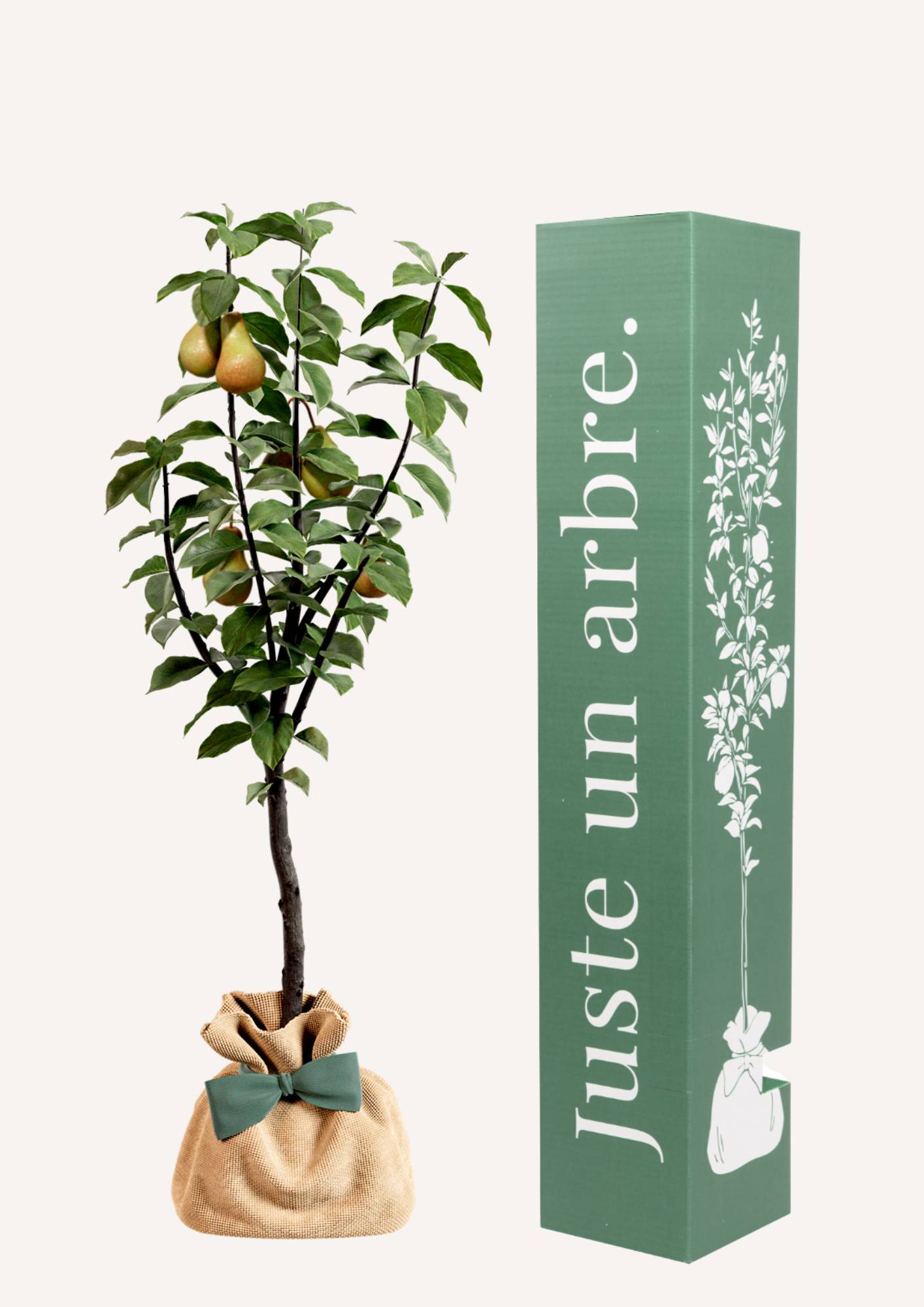 JUSTE UN ARBRE. – Poirier Conférence | Offrez un arbre fruitier pour naissance, mariage, anniversaire – À planter en jardin, production abondante. - Image 1