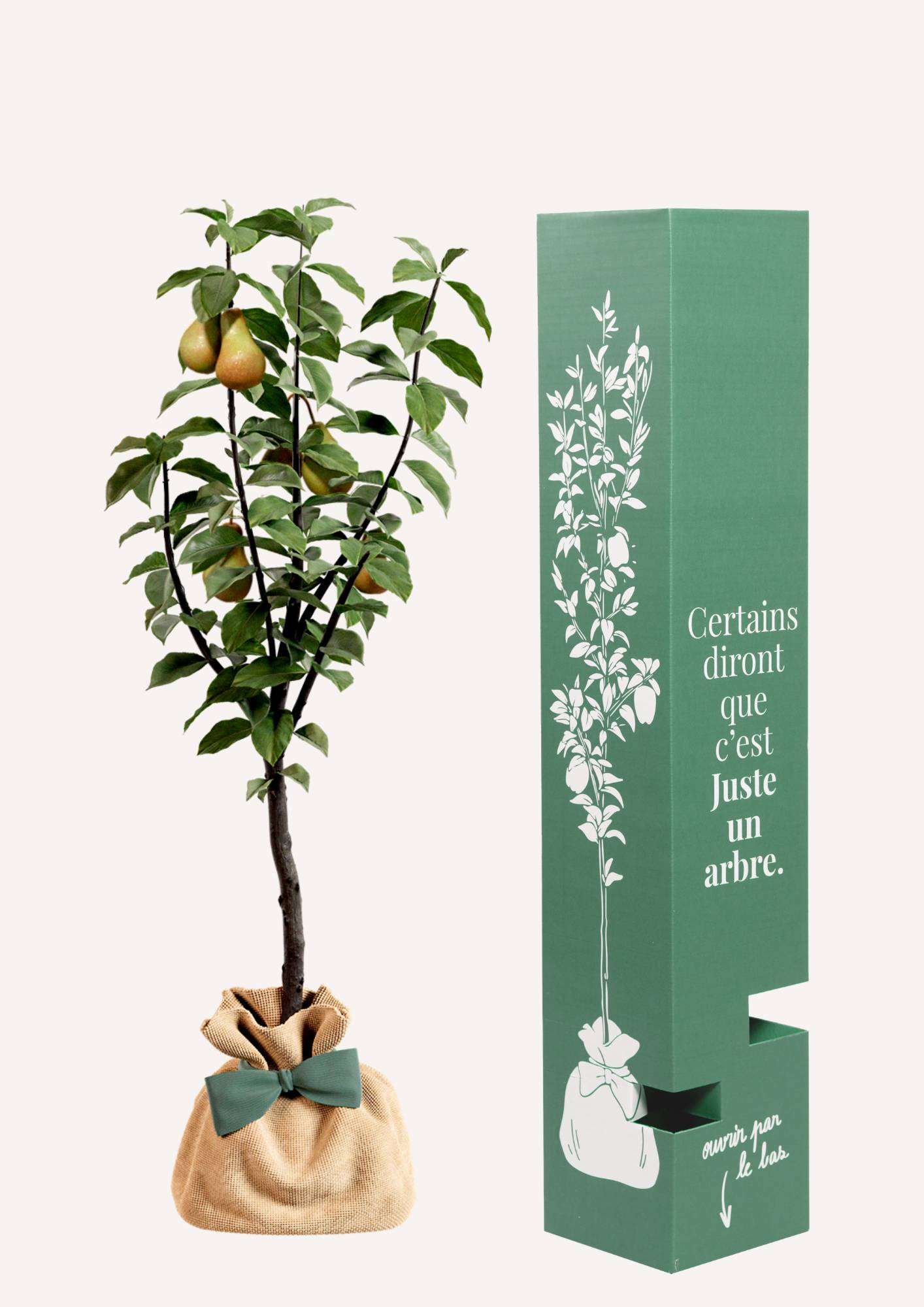 JUSTE UN ARBRE. – Poirier Conférence | Offrez un arbre fruitier pour naissance, mariage, anniversaire – À planter en jardin, production abondante. - Image 2