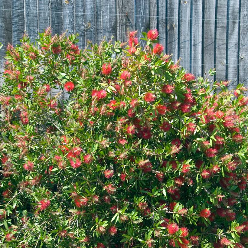 Callistemon citrinus Splendens - Rince-bouteille Pot de 2L/3L