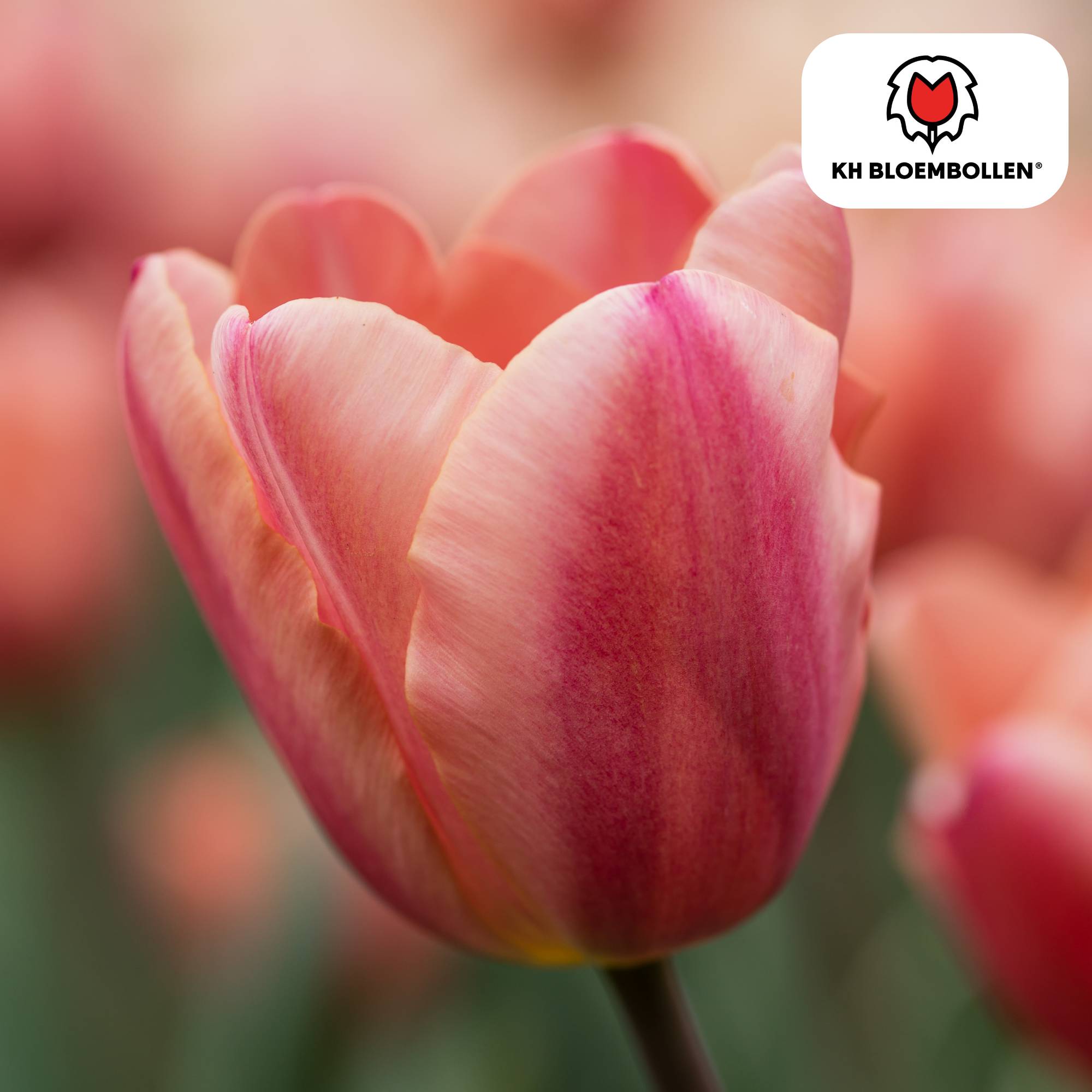 La Green Touch - Tulipe Apricot Foxx - 20 bulbes - Image 2