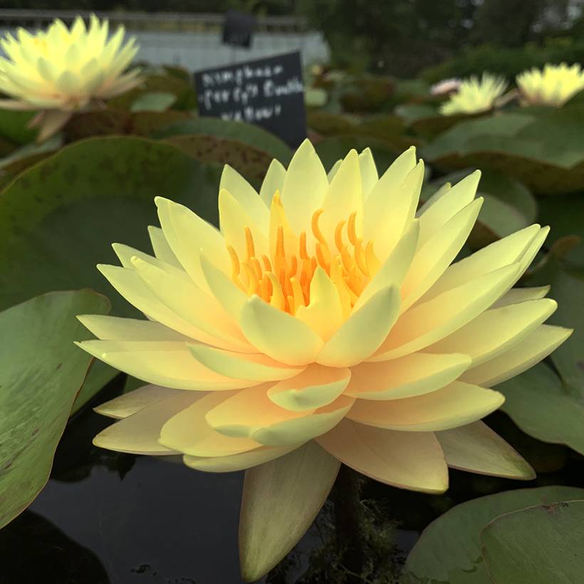 Promesse de Fleurs - Nymphaea Double Yellow - Nénuphar rustique jaune double Pot de 1,5L/2L